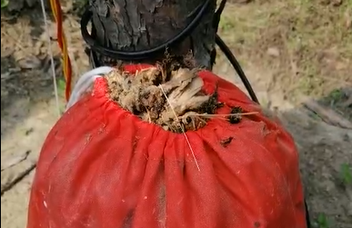 6天的殺蟲效果， 這一大袋子的害蟲把客戶都驚呆